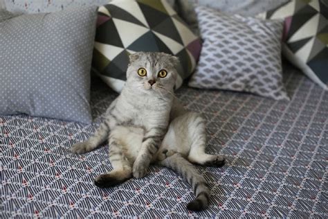 scottish fold cat sitting.